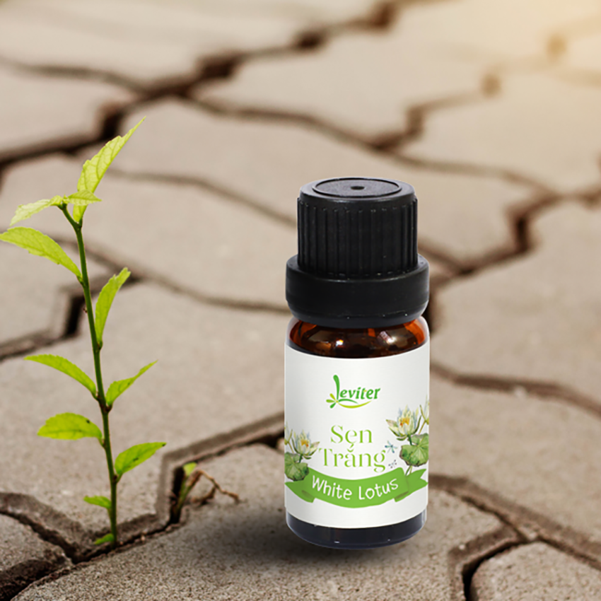 Tinh Dầu Leviter Hoa Sen Trắng thơm mát, tinh khiết10ml