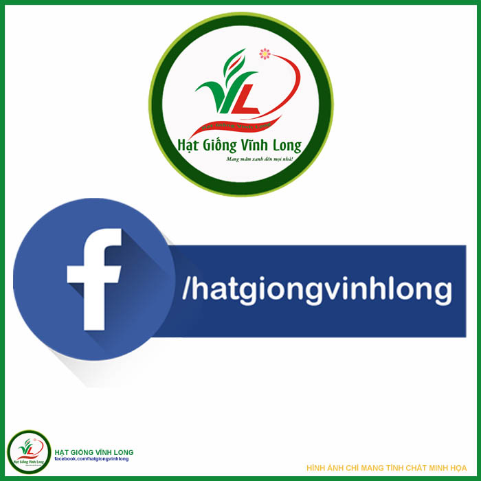 Hạt giống Ớt đậu đũa (hạt tự thu) - 10 hạt