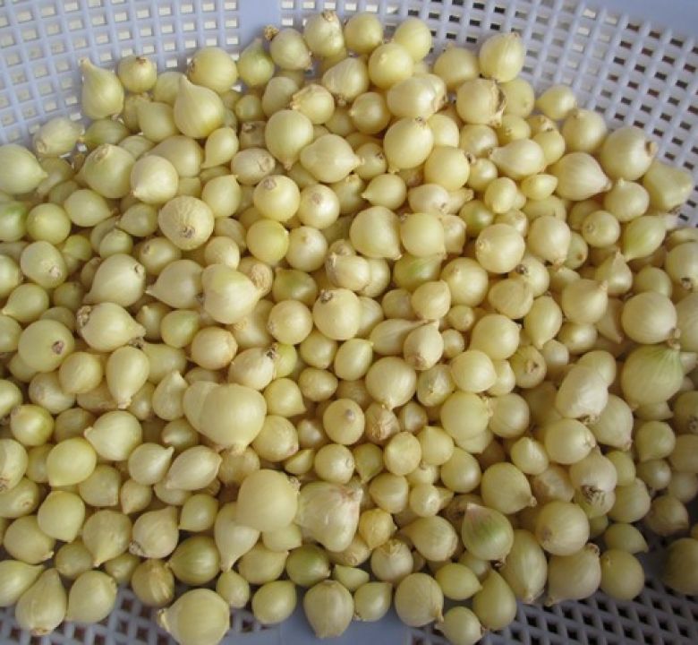 Hành tăm ( củ nén)