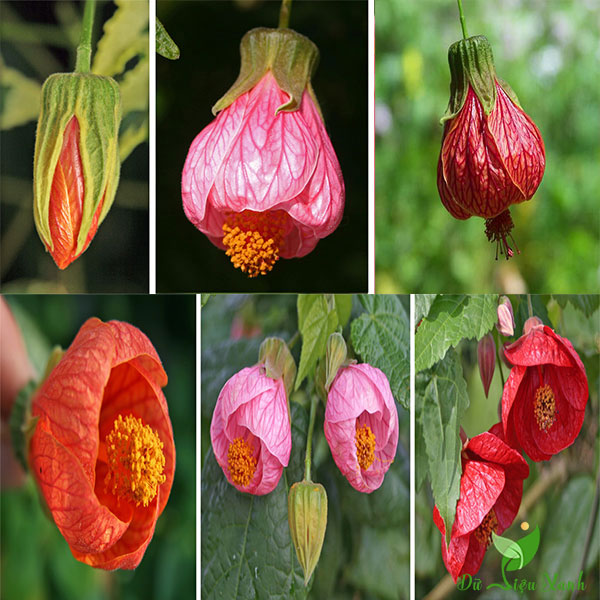 Cây hoa đèn lồng Abutilon pictum