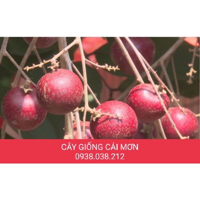 CÂY GIỐNG NHÃN XUỒNG TÍM