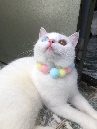 Vòng Cổ Pom Pom Cho Boss