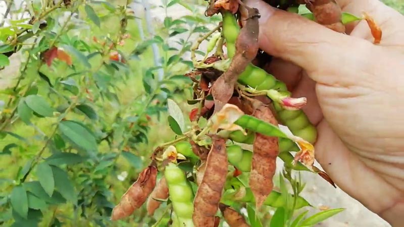 "Gói 1KG Hạt " Hạt giống cây đậu săng ( còn được gọi là đậu triều, đậu chiều, mộc đậu, đậu chè )