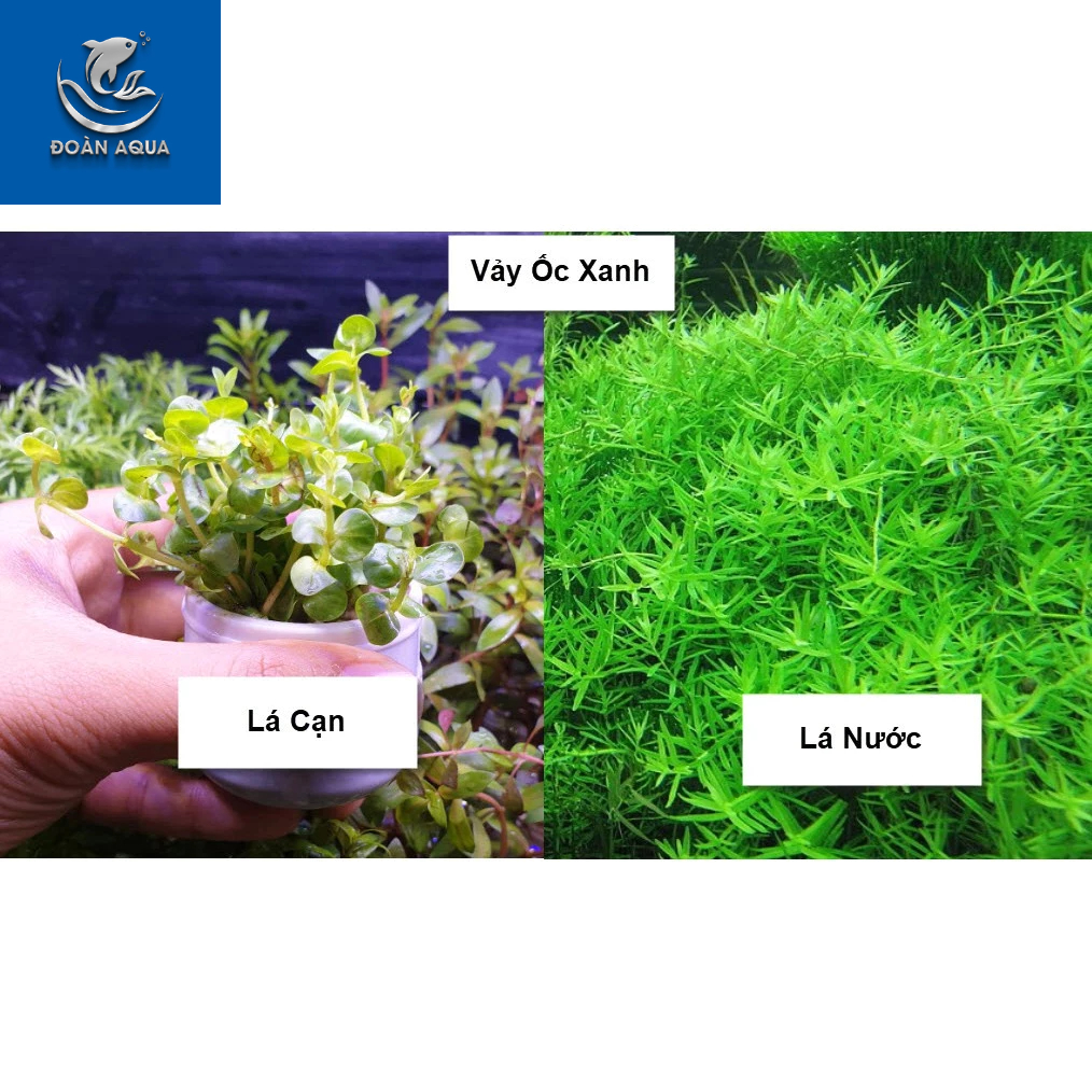 Cây Thủy Sinh Cắt Cắm (Tổng Hợp)