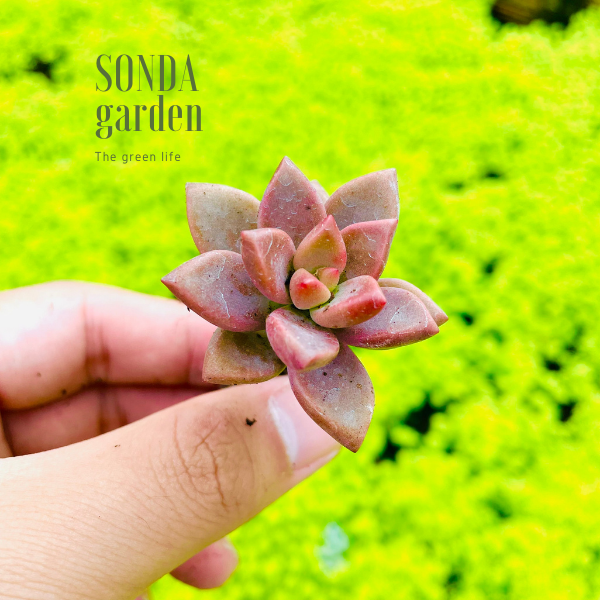 SEN ĐÁ ĐÁ NÂU SIZE MINI SIÊU KHỎE ĐẸP LỖI 1 ĐỔI 1