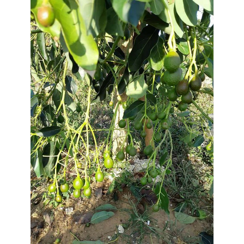 cây giống bơ hass úc F1