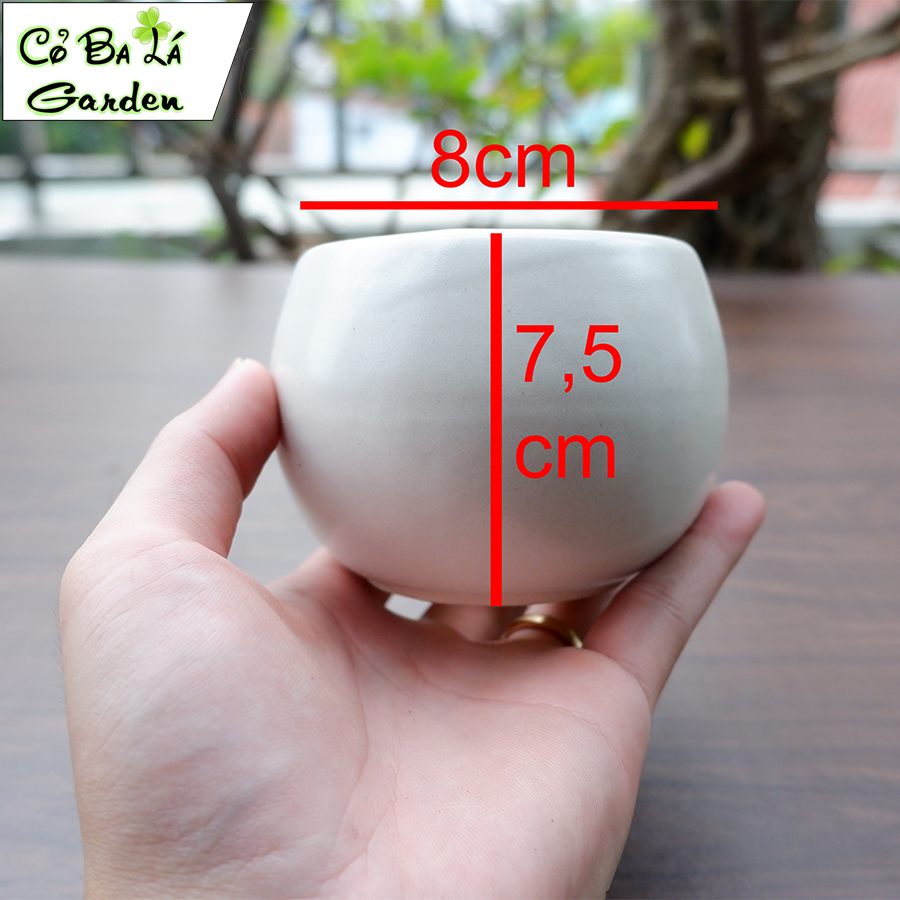 chậu sứ mini hình hạt dẻ