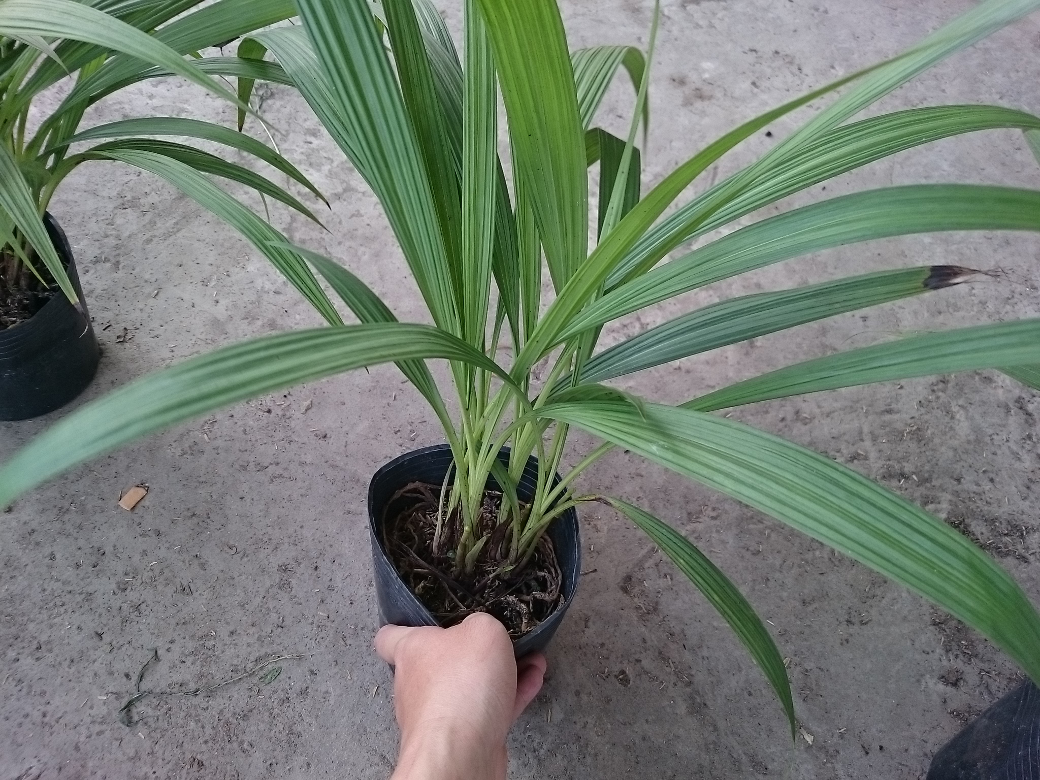 Cây Lan Chu Đỉnh Vàng ( Địa Lan Hoa Vàng ) - cây cảnh để bàn
