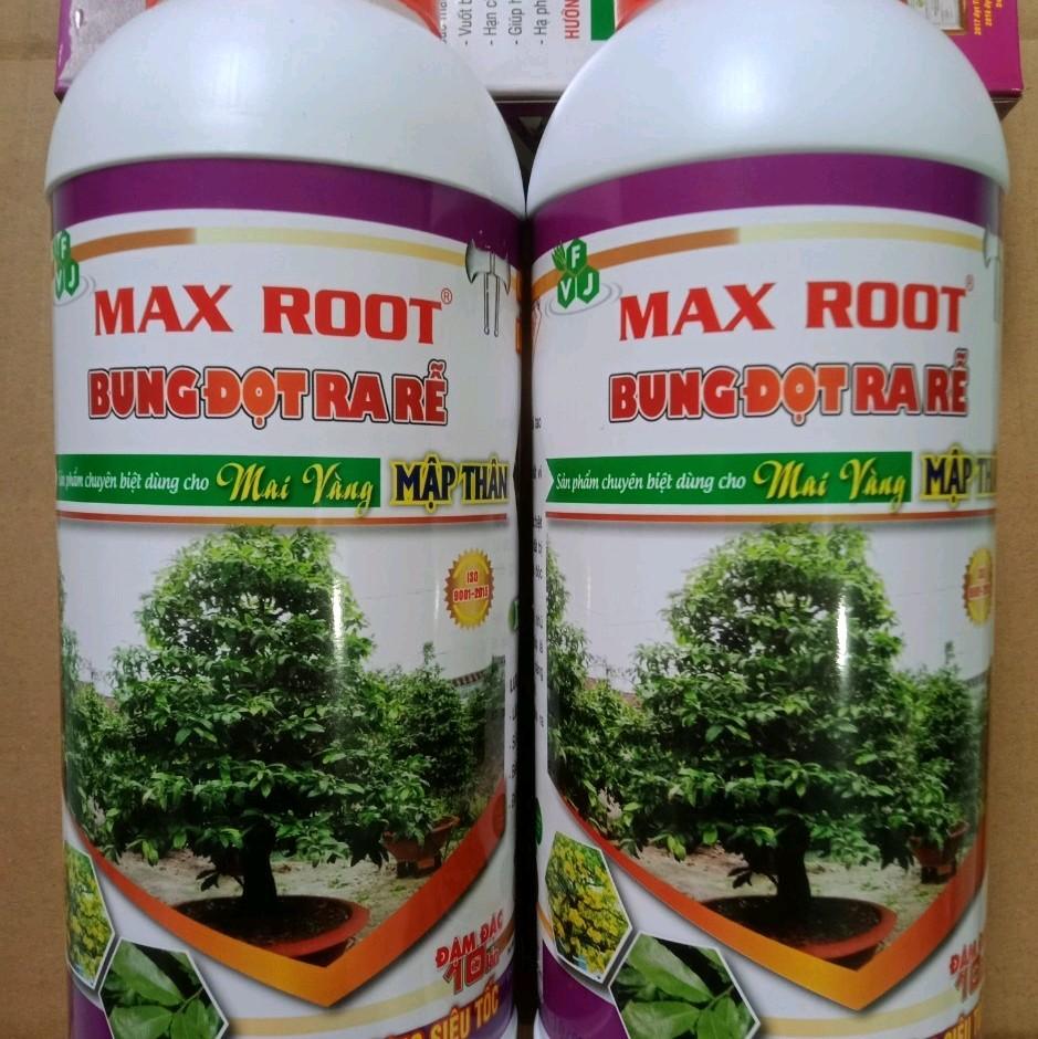 Max root - Bung đọt ra rễ mai vàng