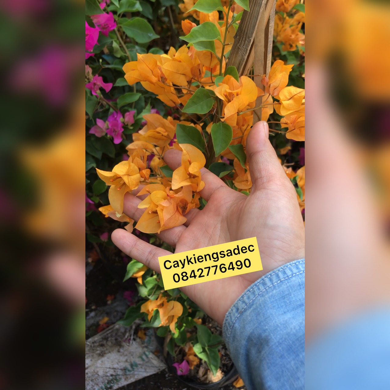 cây hoa giấy thái caykiengsadec + tặng phân bón