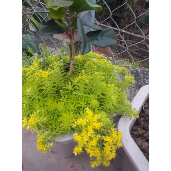 mười giờ Úc