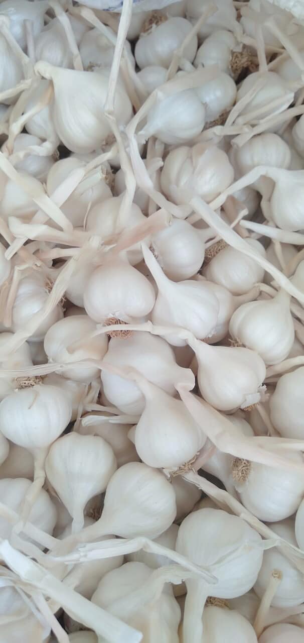 Tỏi Lý Sơn Quảng Ngãi