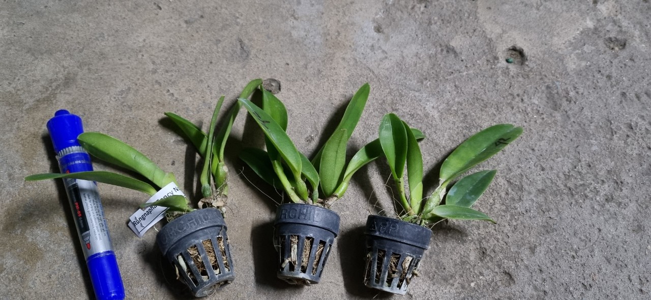 HOA LAN CATT WARM WELCOME giống Cao 7-12Cm