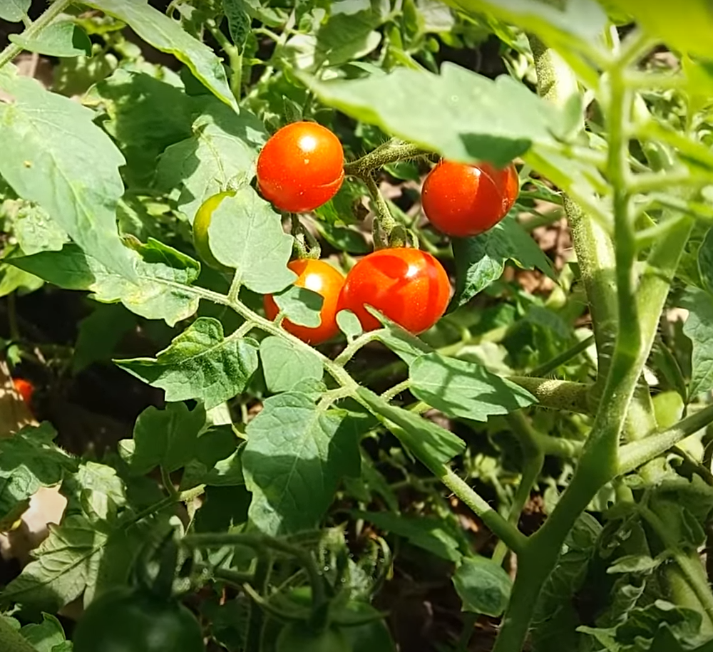 Hạt giống cà chua bi rừng ( cà chua bi dại ) - Gói 20 hạt