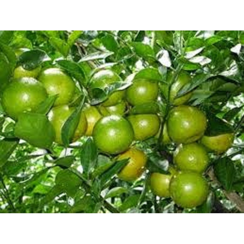 Cây giống chanh ta cổ cực sai quả mong nước - giống chuẩn f1 siêu quả