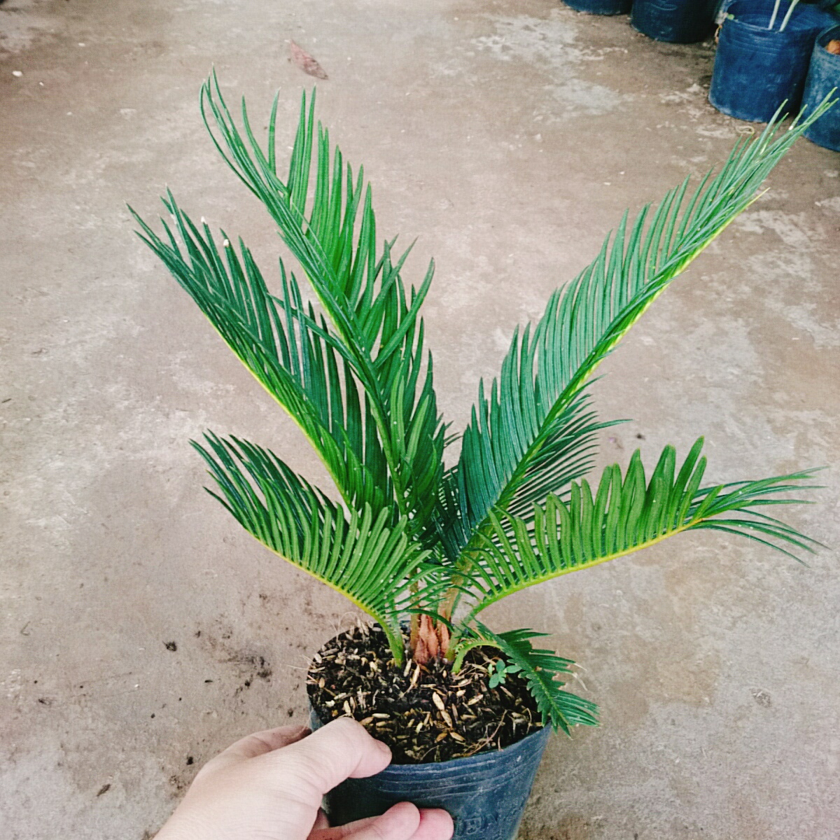 Cây Thiên Tuế (Cao Từ 50Cm Đến 60Cm) - cây cảnh để bàn