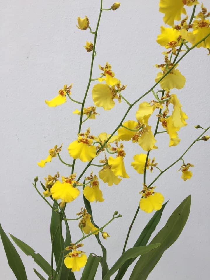 ต้นกล้วยไม้ออนซิเดียม โกรเวอร์ แรมเซ สีเหลือง พร้อมกระถาง ต้นพร้อมให้ดอกปีนี้ (Oncidium Grower Ramsey Orchid Potted Plant)