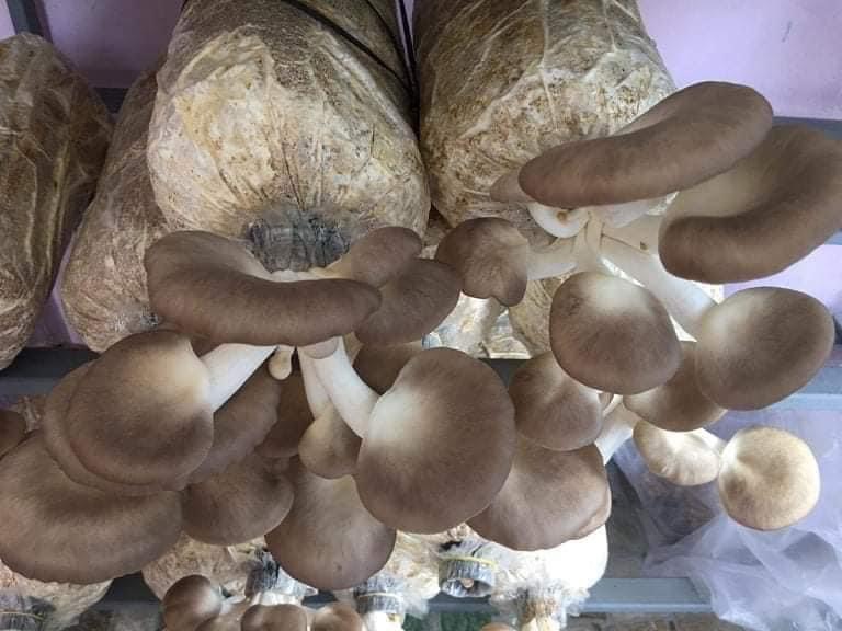 Phôi nấm Bào ngư (1 kiện 9 bịch)