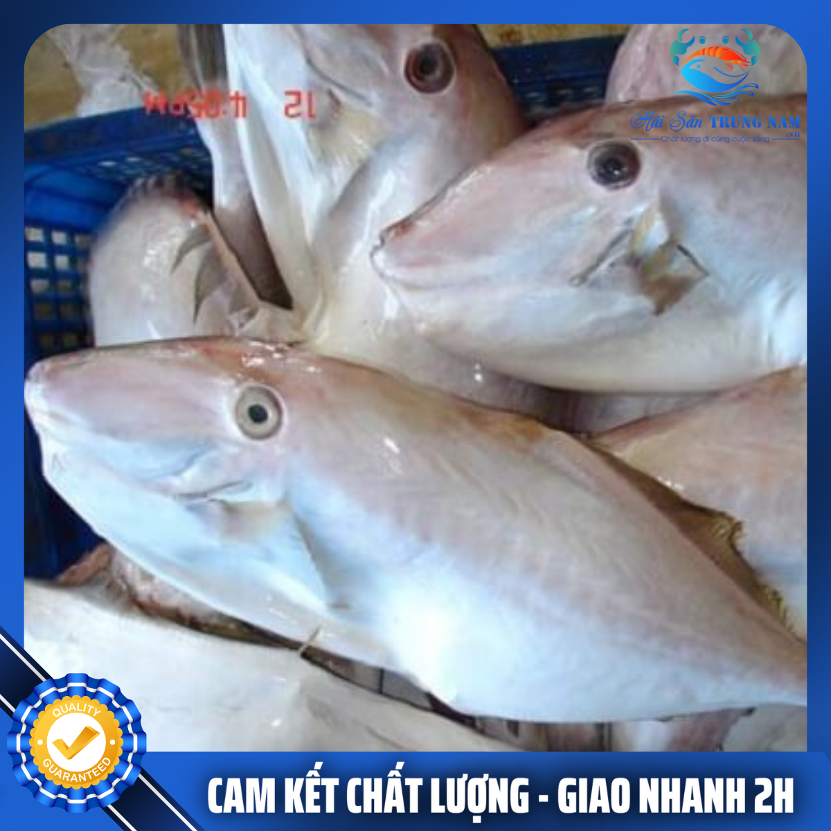 Cá Bò Da Nguyên Con (Size 800g - 1kg/Con)