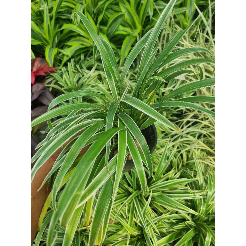 Cây cỏ lan chi - cây dây nhện