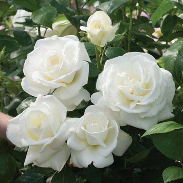 Gốc Hoa Hồng ngoại đủ 30 màu ( ảnh thật ở cuối)