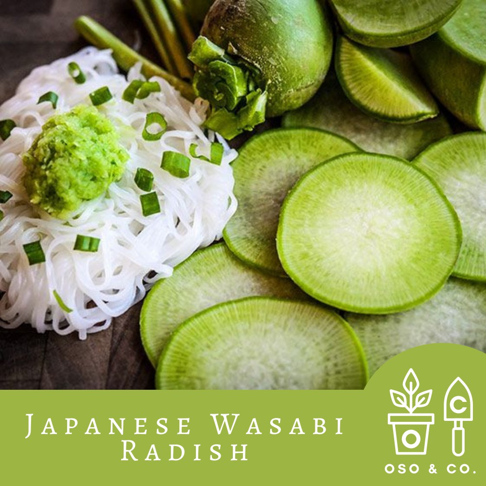 Radish, Japanese Wasabi