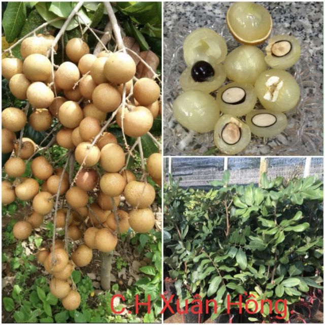 Cây giống Thanh Nhãn siêu trái. ( siêu sớm ].
