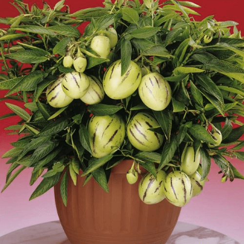 Hạt giống dưa hấu pepino ( 5 hạt) - thanh mát, mọng nước