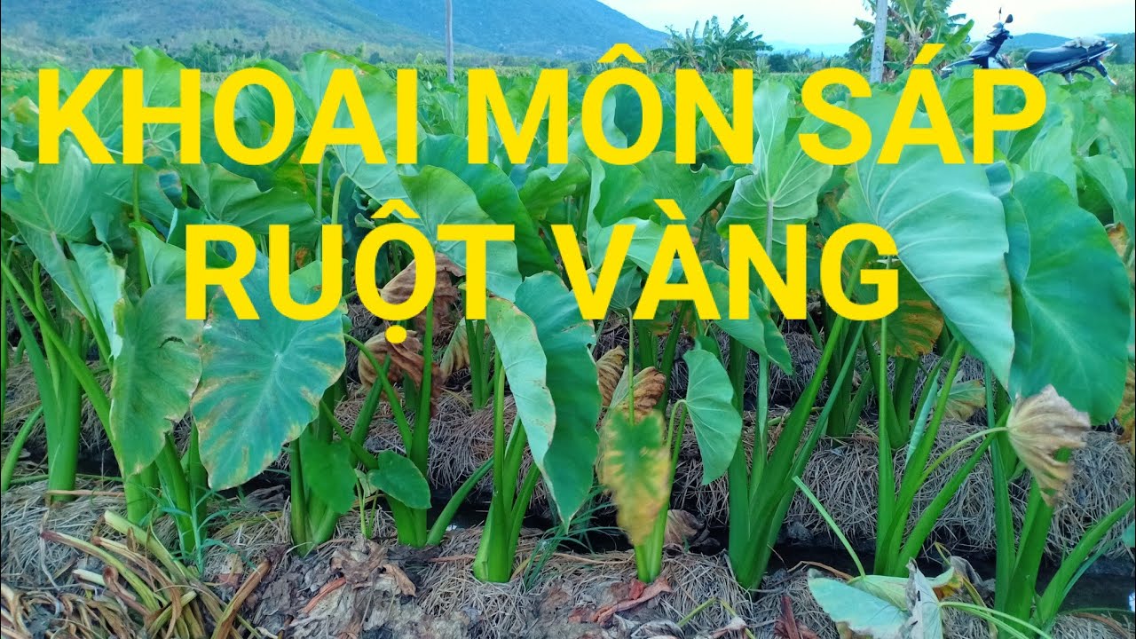 Cây giống khoai môn sáp lòng vàng dẻo của người Dao - cây giống