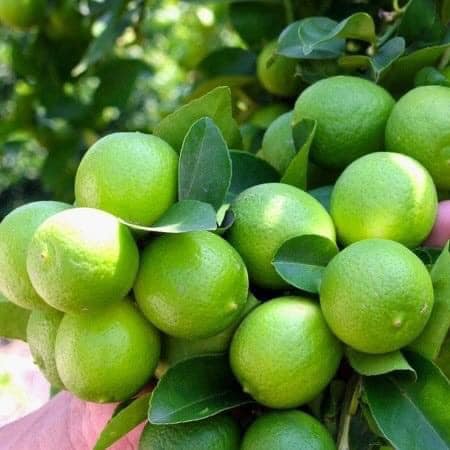 cây giống chanh không hạt