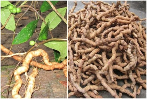 củ ba kích ,1kg củ ba kích tím tươi (hàng rừng), đã làm sạch