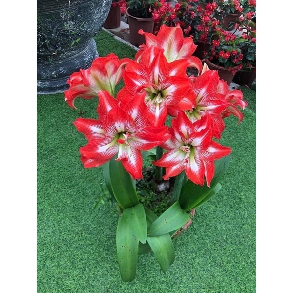Củ hoa Huệ kép(set 5 củ) HOA Tết