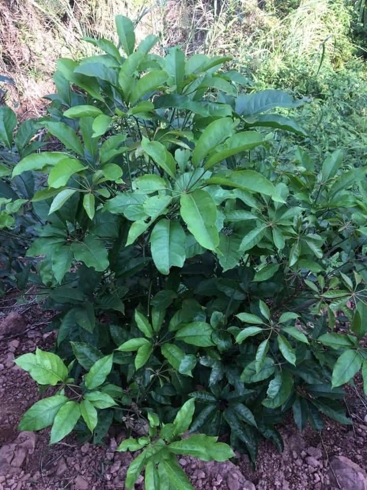 cây lá đắng (lá lục lẳng)