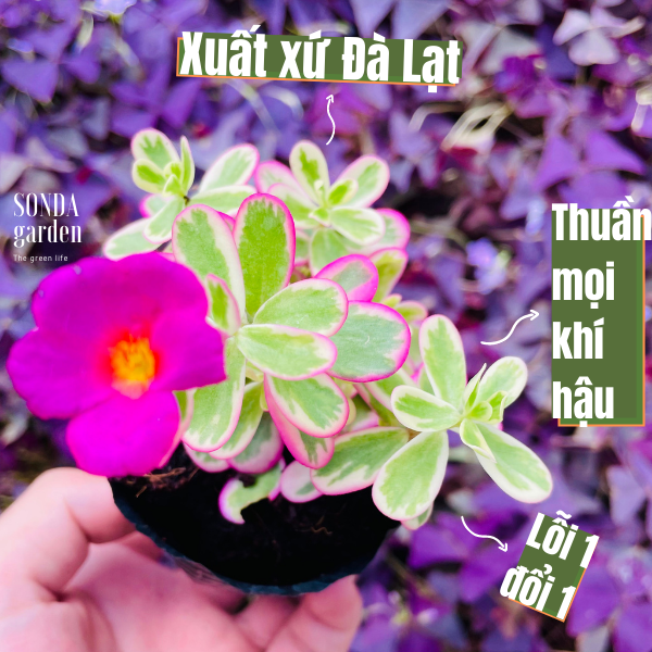 CỎ SAM HỒNG SIZE BÉ ĐÀ LẠT KHOẺ ĐẸP LỖI 1 ĐỔI 1