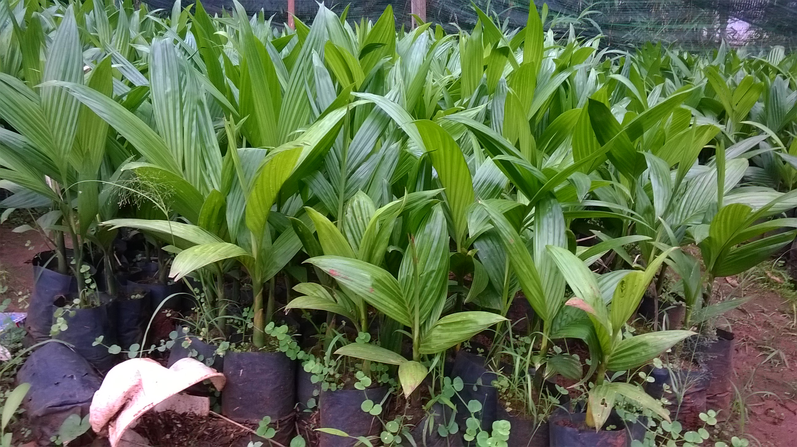 Combo 10 cây cau cao [ CÂY GIỐNG NHƯ HÌNH ]