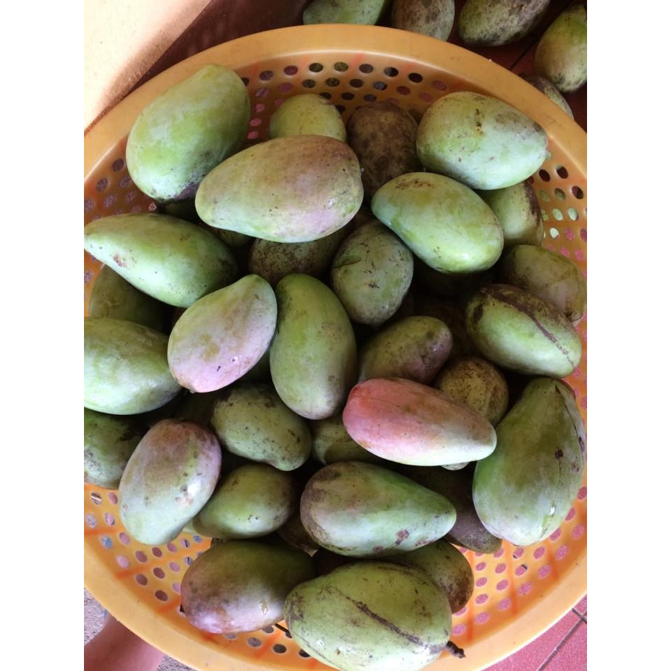 cây giống xoài thanh ca (xoài mút ) châu đốc cực ngọt thơm