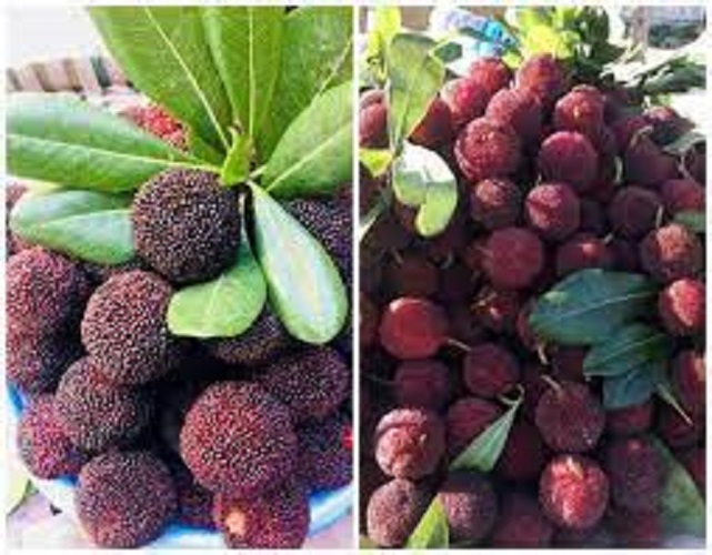 Cây giống cây thanh mai