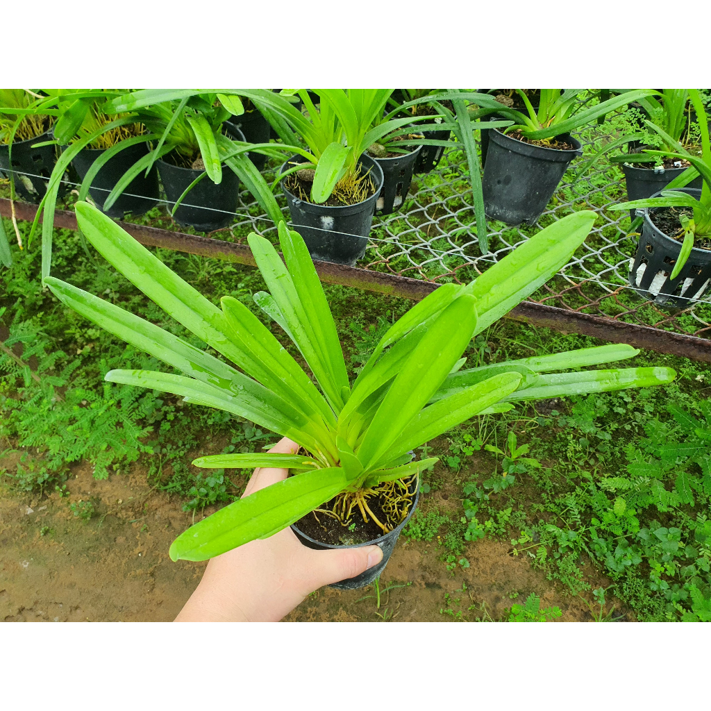 HOA LAN  Kiếm Phan Trí GIỐNG Năm 3