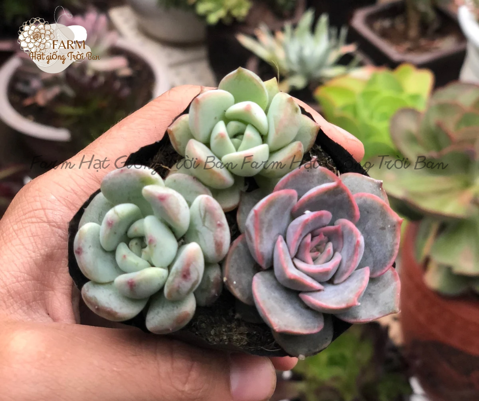 [ Ngẫu nhiên ] SEN BẦU 3 CÂY NGẪU NHIÊN - HÀNG ĐẸP