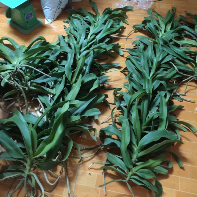 cây lan Ngọc điểm rừng