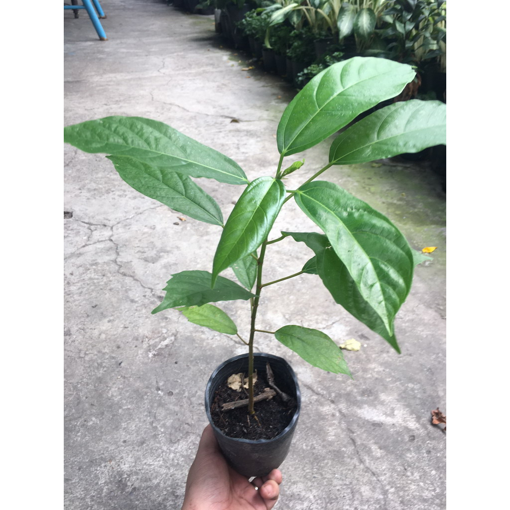 cây giống cây sung nếp dòng siêu quả