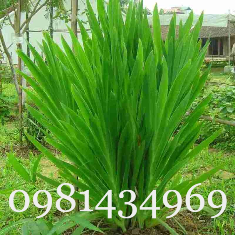 Củ Xạ Can (Rẻ Quạt) Khô 01KG Thơm Chuẩn