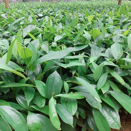 Cây quế Châu cây cao 40-50cm