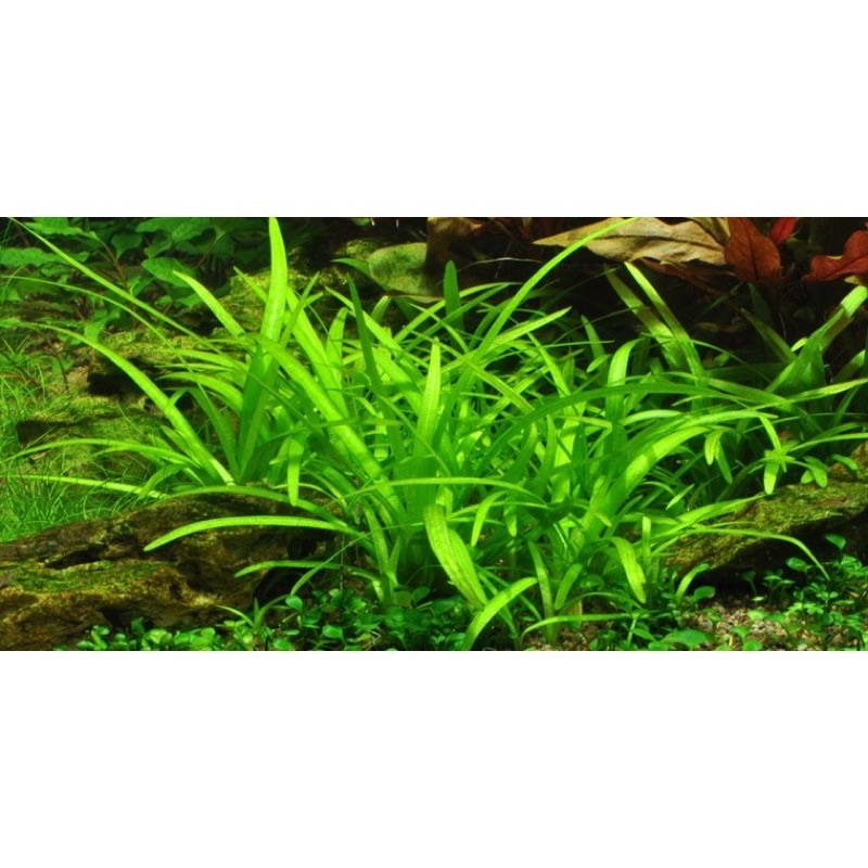 Cây cỏ thìa cây thuỷ sinh dễ trồng không cần co2