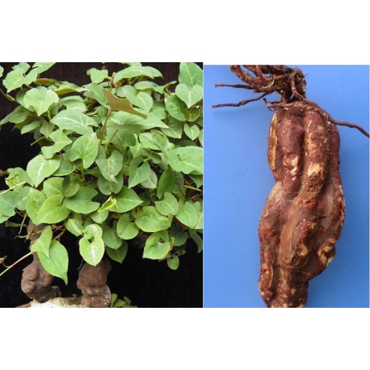 Bầu cây giống cây hà thủ ô đỏ xịn