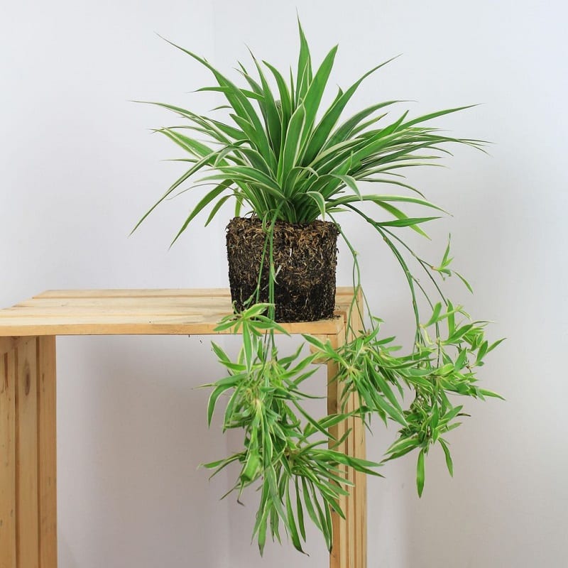 1 khóm Cây giống dây nhện/ lan chi