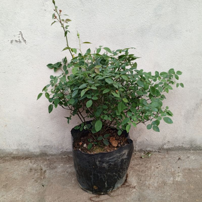 Hoa hồng Nhung cổ, Quế son, Quế hồng