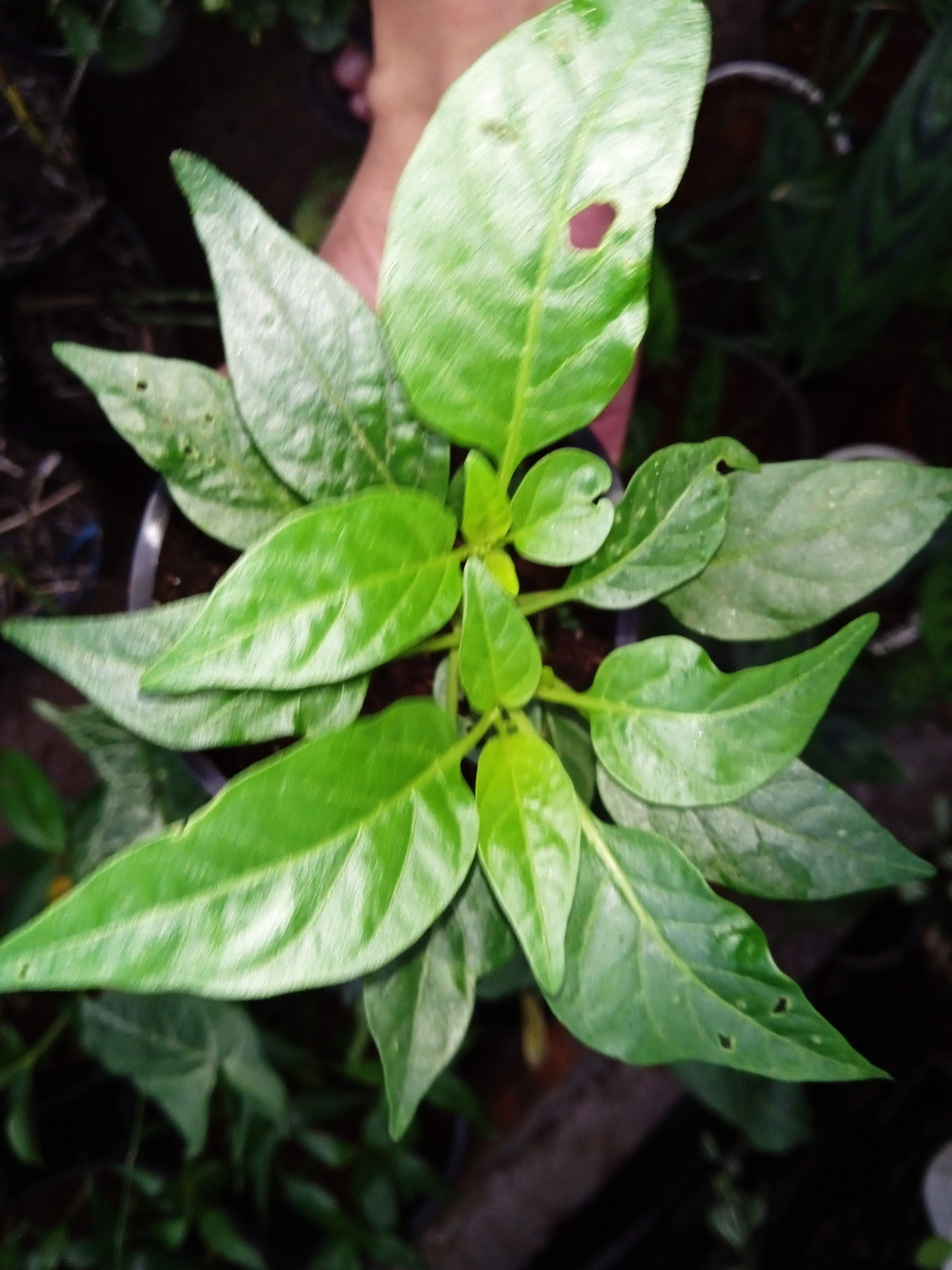 Cây Ớt ngũ sắc