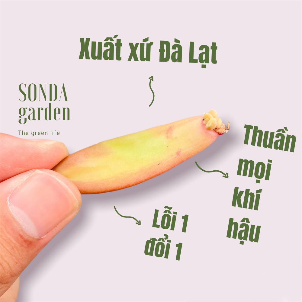 5 mầm lá sen đá đá cam siêu khoẻ đẹp lỗi 1 đổi 1