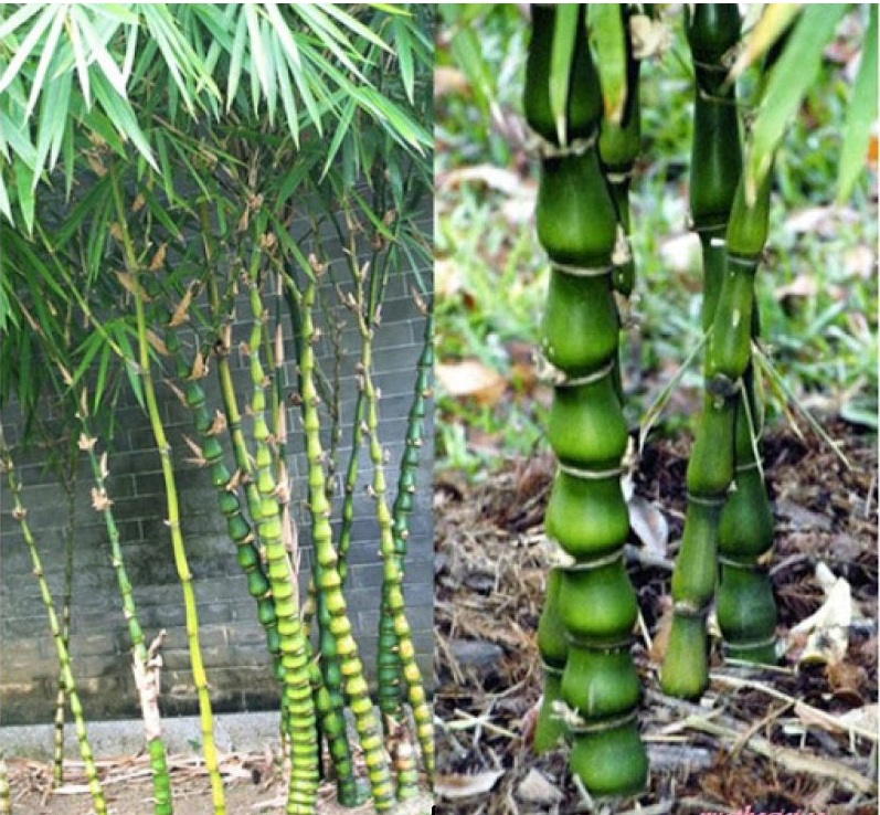 Cây Trúc đùi ếch